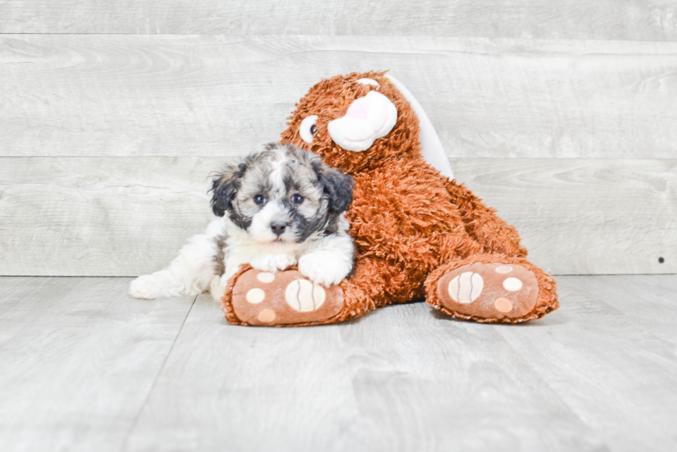 Havanese Pup Being Cute