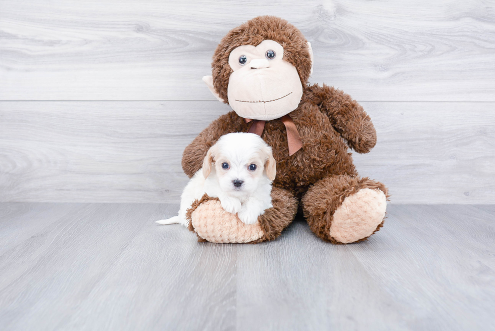 Cavachon Pup Being Cute