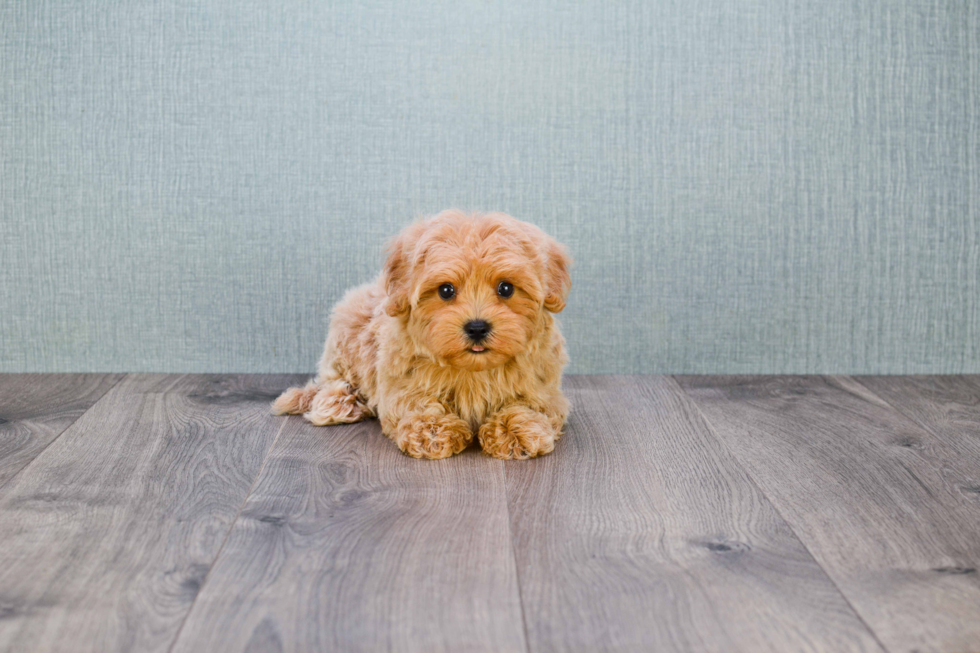 Best Maltipoo Baby