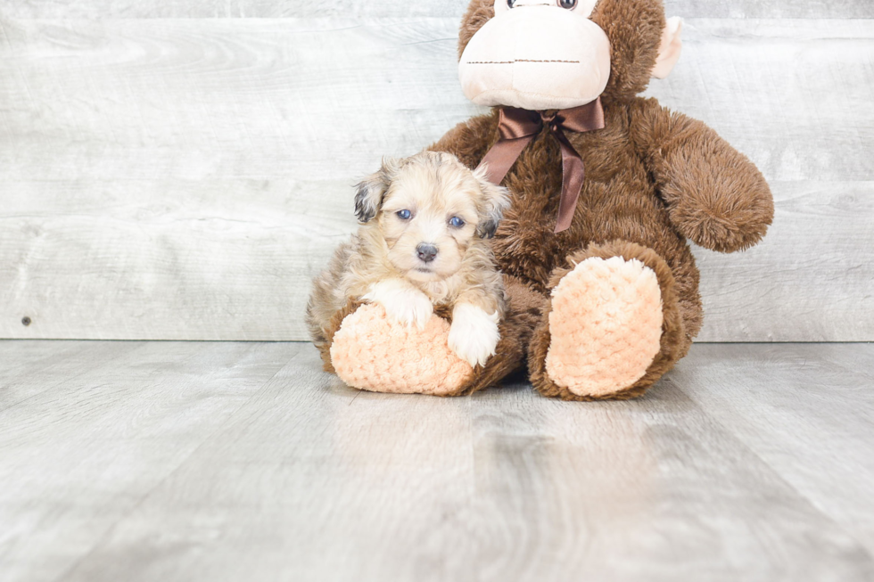 Mini Aussiedoodle Puppy for Adoption