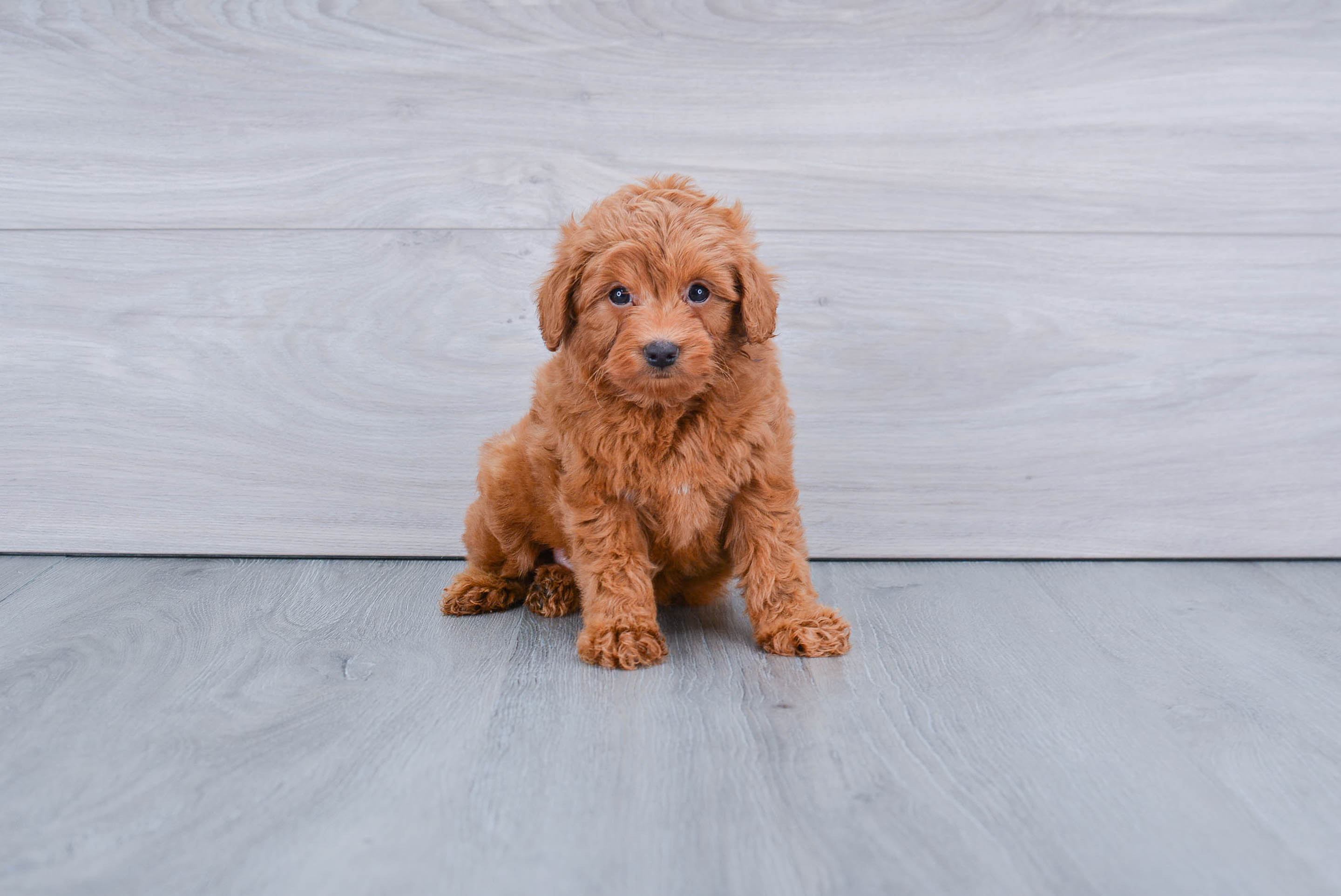 Hypoallergenic Golden Retriever Poodle Mix Puppy