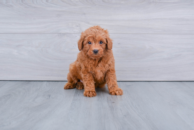 Hypoallergenic Golden Retriever Poodle Mix Puppy