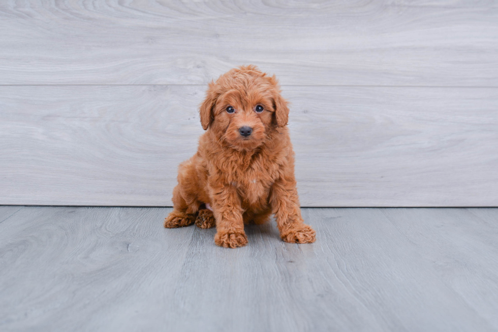Hypoallergenic Golden Retriever Poodle Mix Puppy