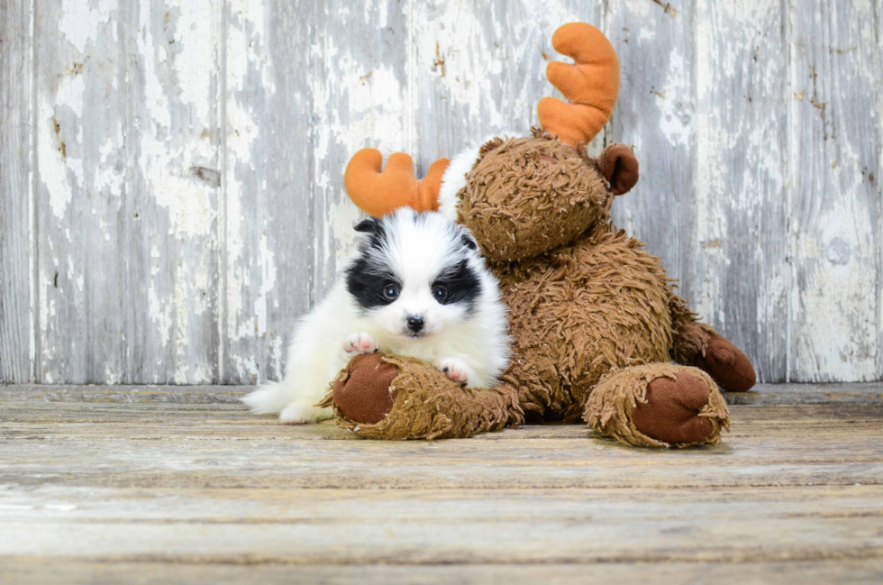 Pomeranian Pup Being Cute