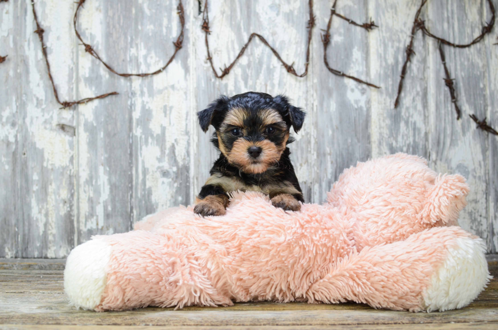 Morkie Pup Being Cute