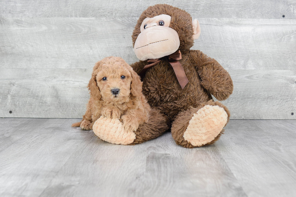 Popular Mini Goldendoodle Poodle Mix Pup