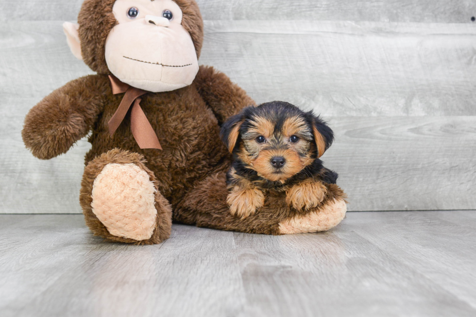 Meet Ruger - our Yorkshire Terrier Puppy Photo 