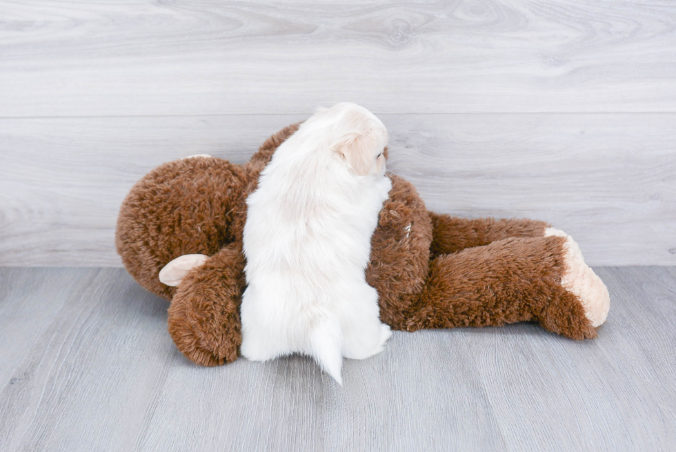 Sweet Havanese Purebred Puppy