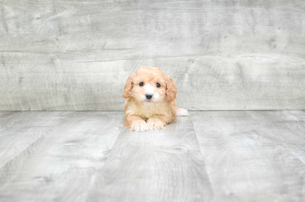 Smart Cavapoo Poodle Mix Pup