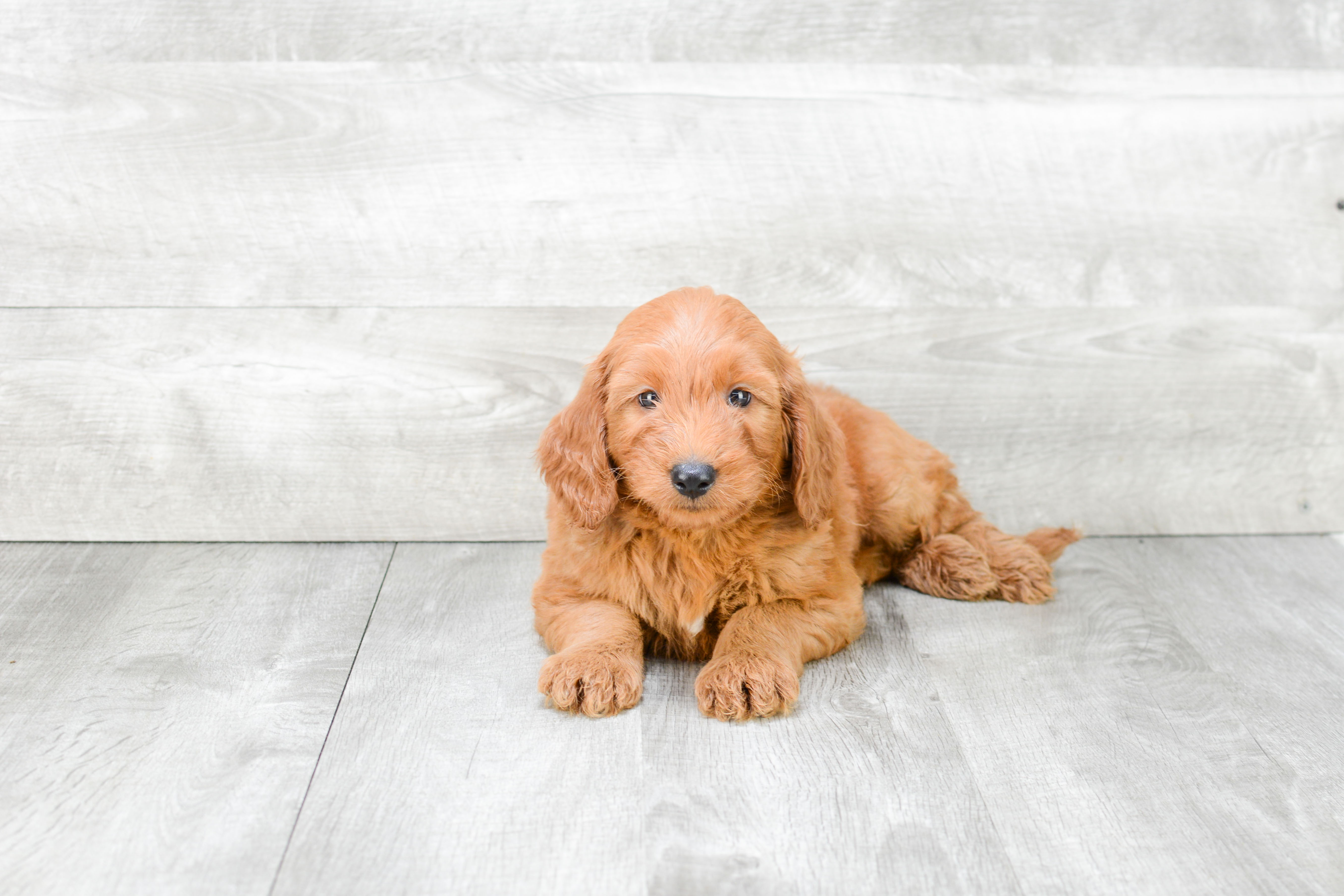 Best Mini Goldendoodle Baby