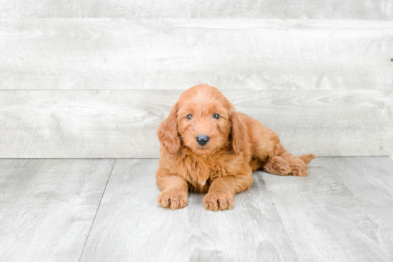 Best Mini Goldendoodle Baby