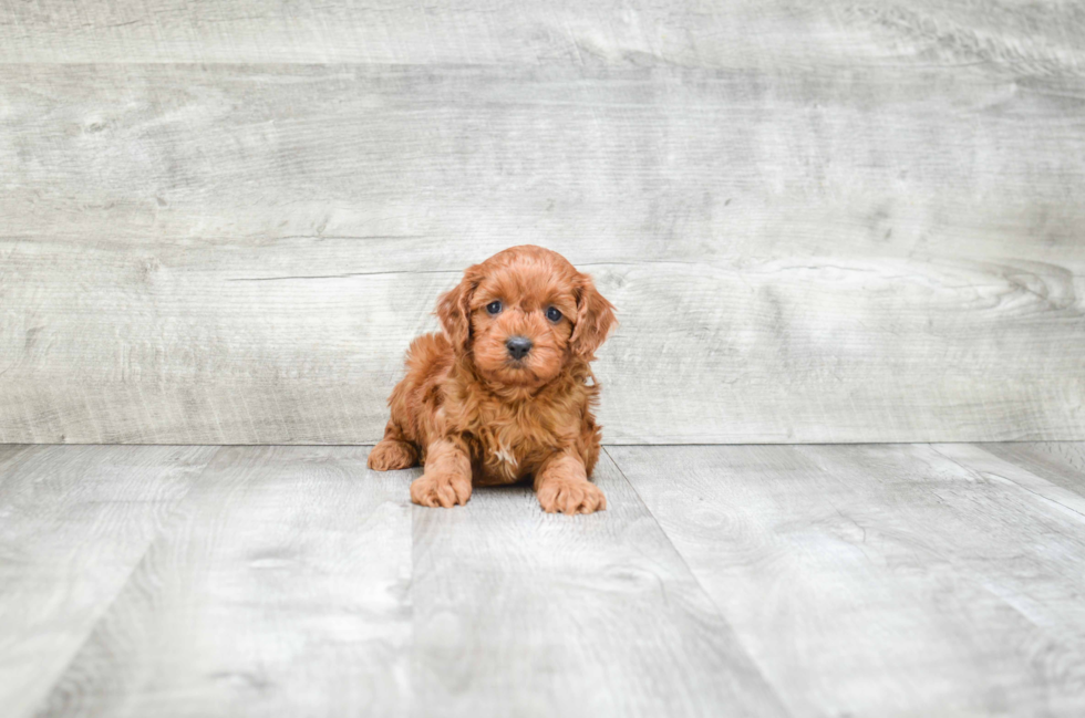 Petite Cavapoo Poodle Mix Pup