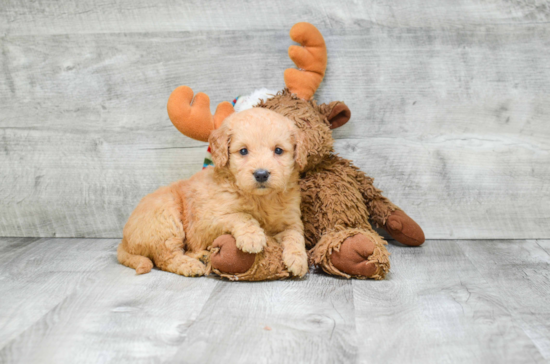 Funny Mini Goldendoodle Poodle Mix Pup