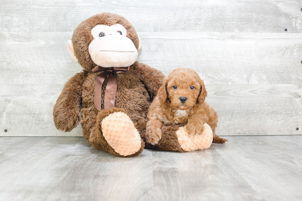 Best Mini Goldendoodle Baby