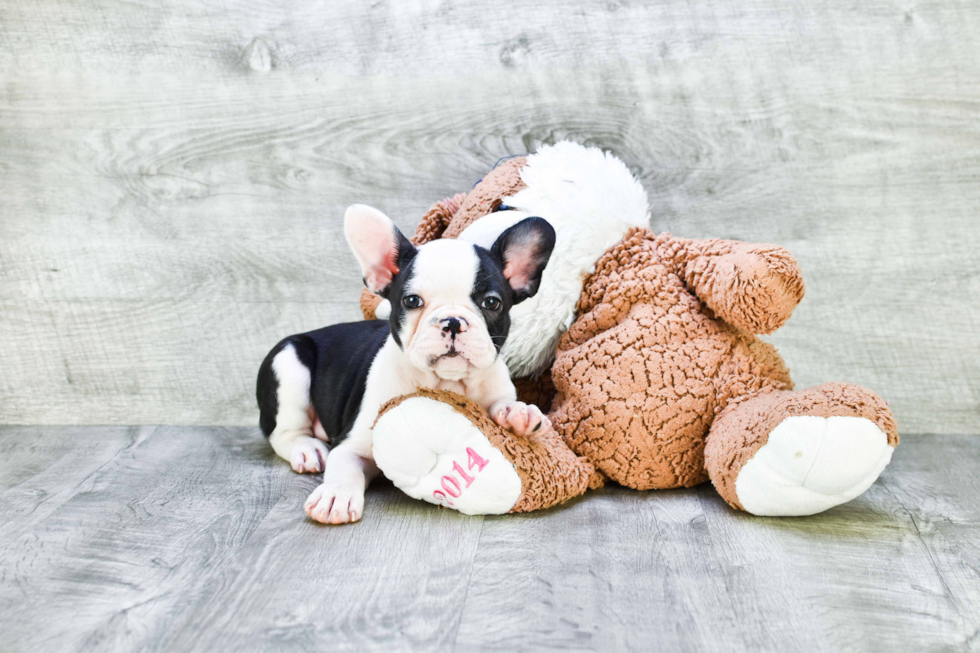 Best French Bulldog Baby