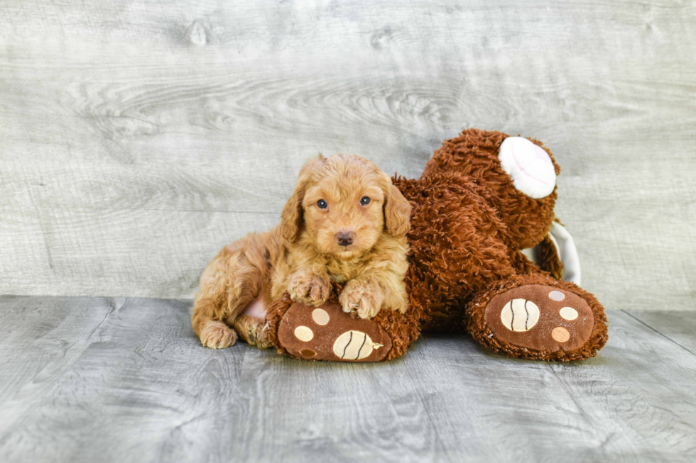 Mini Goldendoodle Pup Being Cute