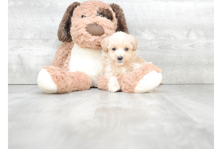 Fluffy Maltipoo Poodle Mix Pup