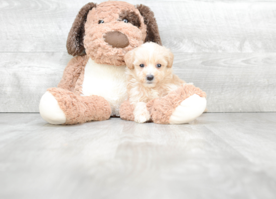 Fluffy Maltipoo Poodle Mix Pup