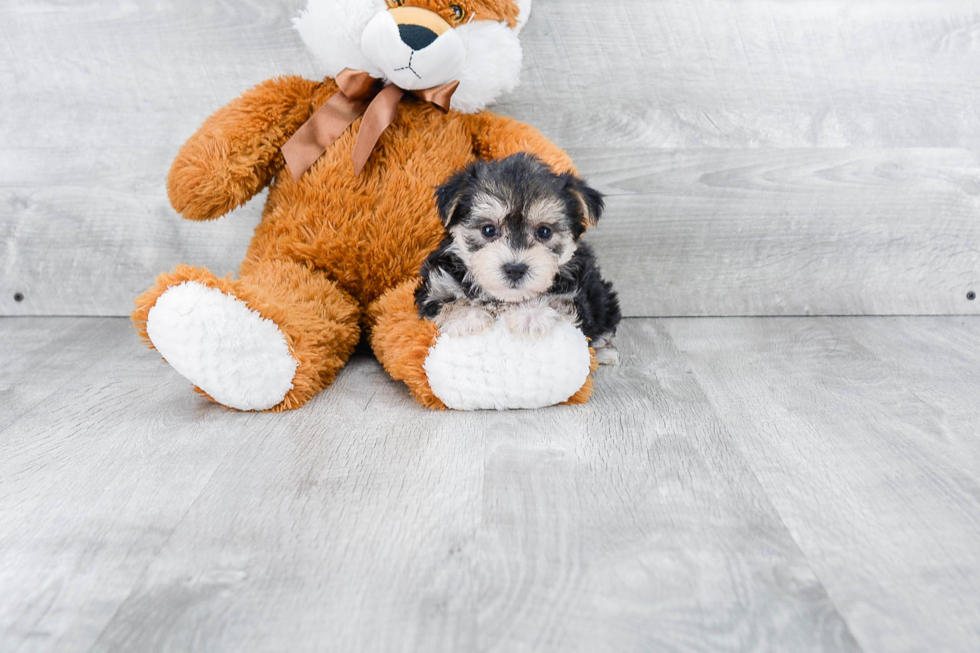 Morkie Pup Being Cute