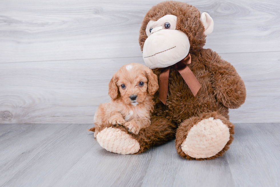 Hypoallergenic Cavoodle Poodle Mix Puppy