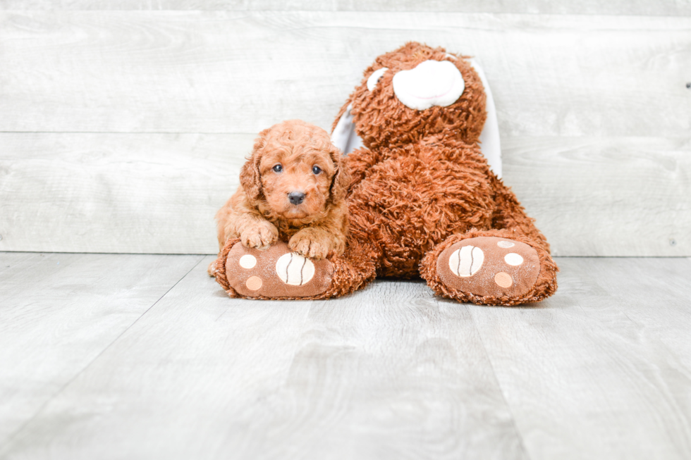 Mini Goldendoodle Pup Being Cute