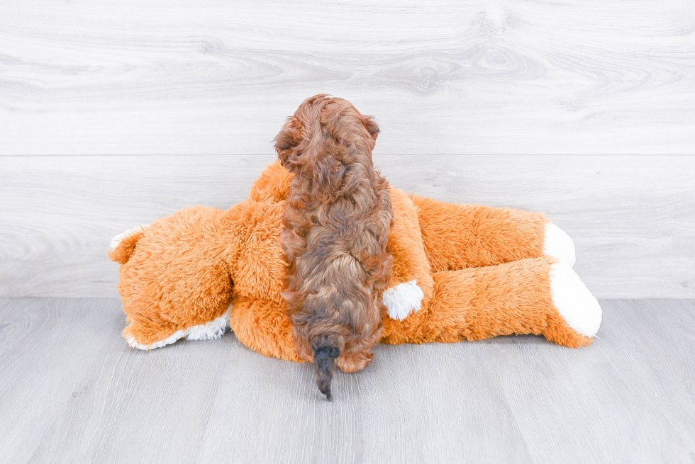 Energetic Cavoodle Poodle Mix Puppy