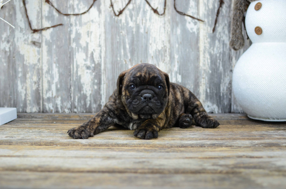 Cute English Bulldog Mix Pup