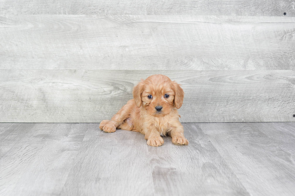 Small Cavapoo Baby