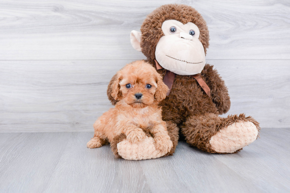 Petite Cavapoo Poodle Mix Pup