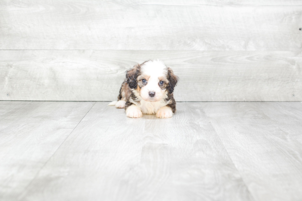 Funny Mini Bernedoodle Poodle Mix Pup