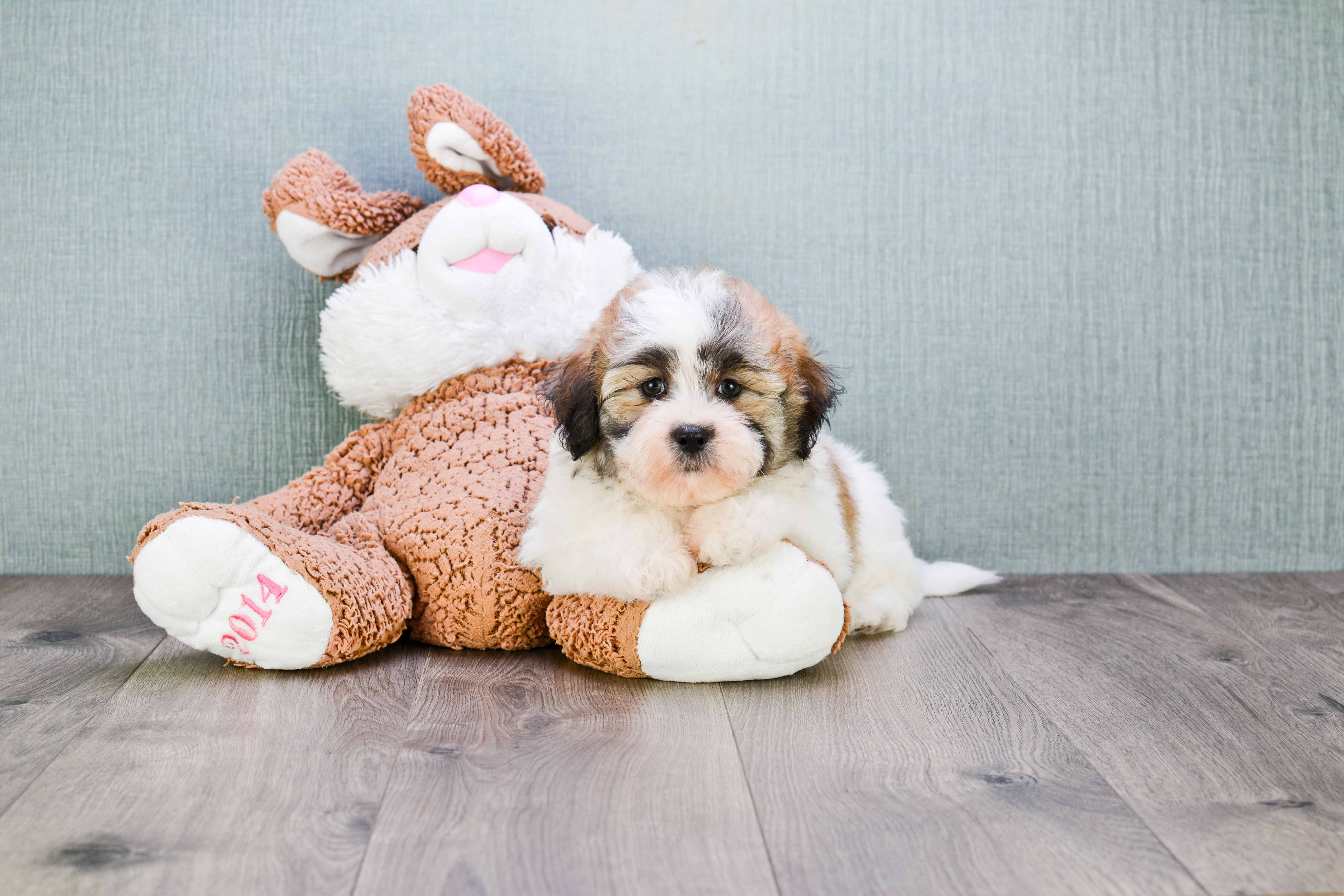 Fluffy Teddy Bear Designer Pup