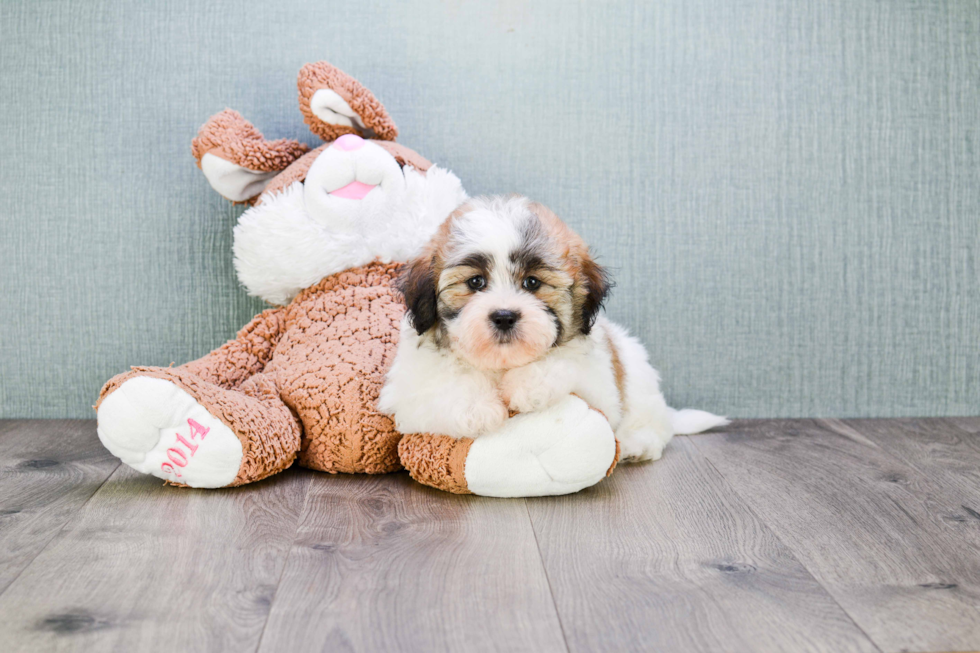 Fluffy Teddy Bear Designer Pup