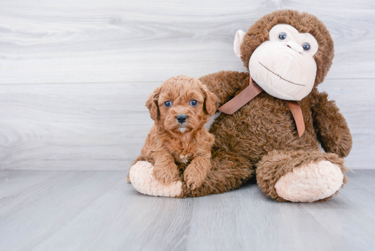 Fluffy Cavapoo Poodle Mix Pup