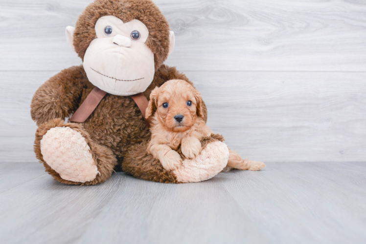 Cavapoo Pup Being Cute