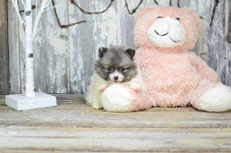 Happy Pomeranian Purebred Puppy