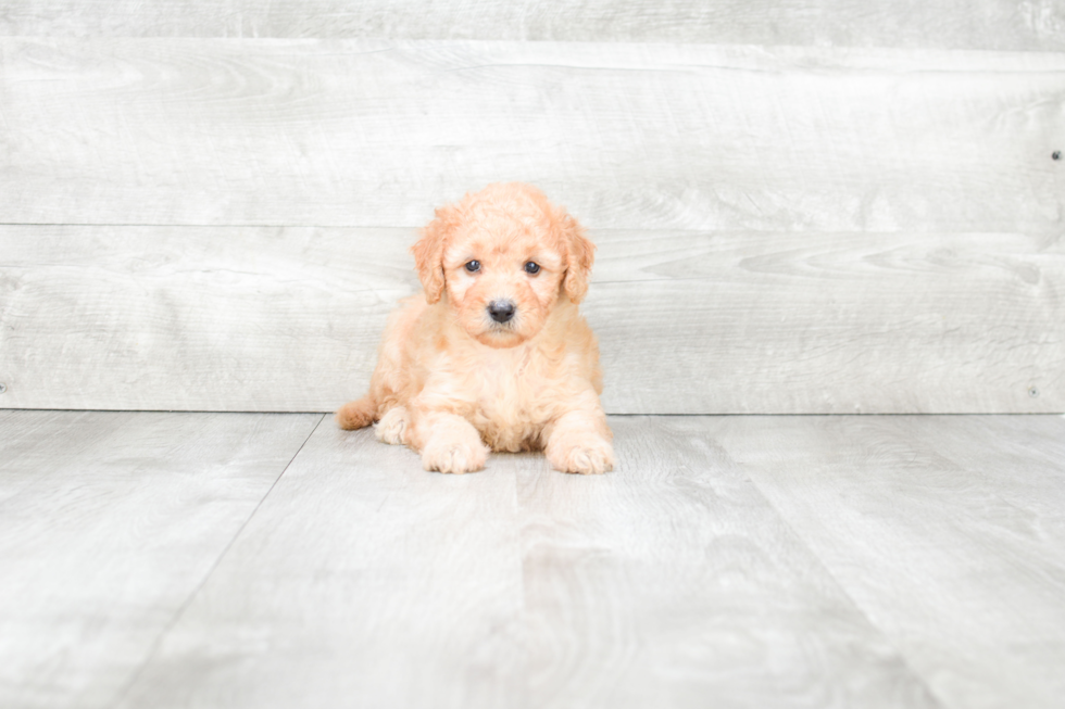 Mini Goldendoodle Pup Being Cute