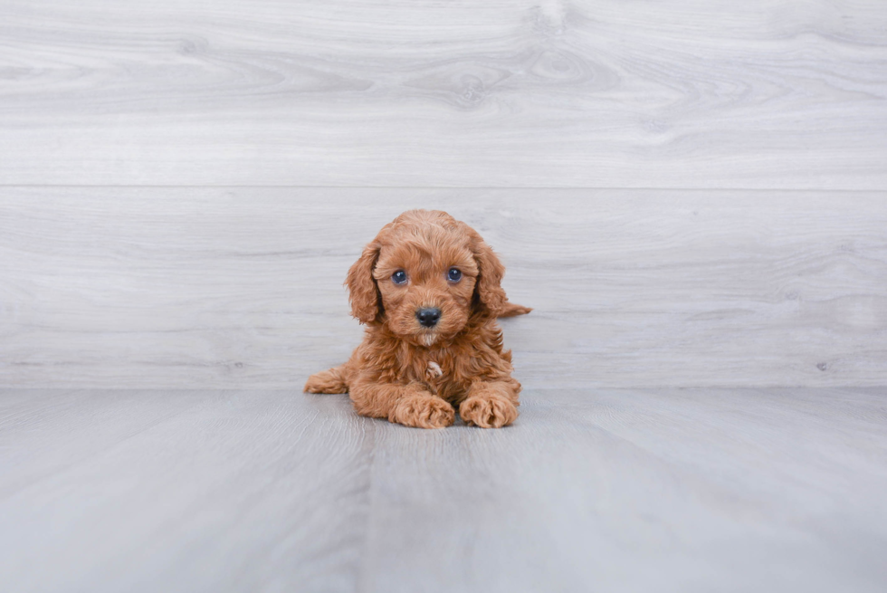 Little Cavoodle Poodle Mix Puppy