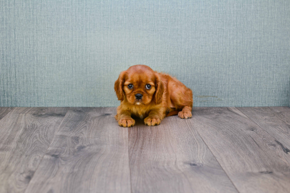 Sweet Cavalier King Charles Spaniel Purebred Puppy