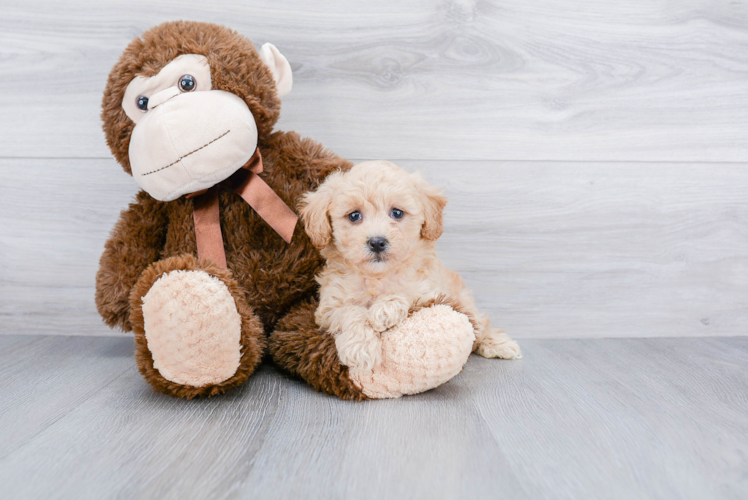 Poodle Pup Being Cute