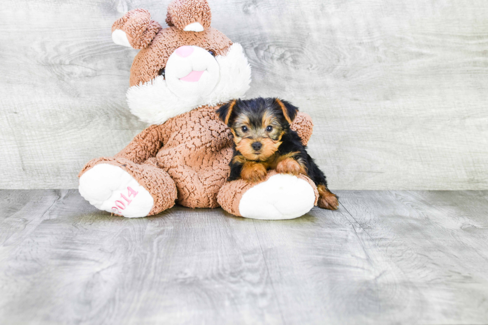 Meet Lisa - our Yorkshire Terrier Puppy Photo 