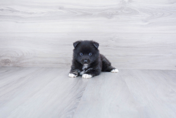 Pomsky Pup Being Cute