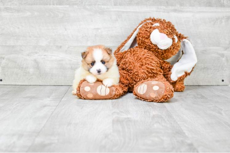 Akc Registered Pomeranian Baby