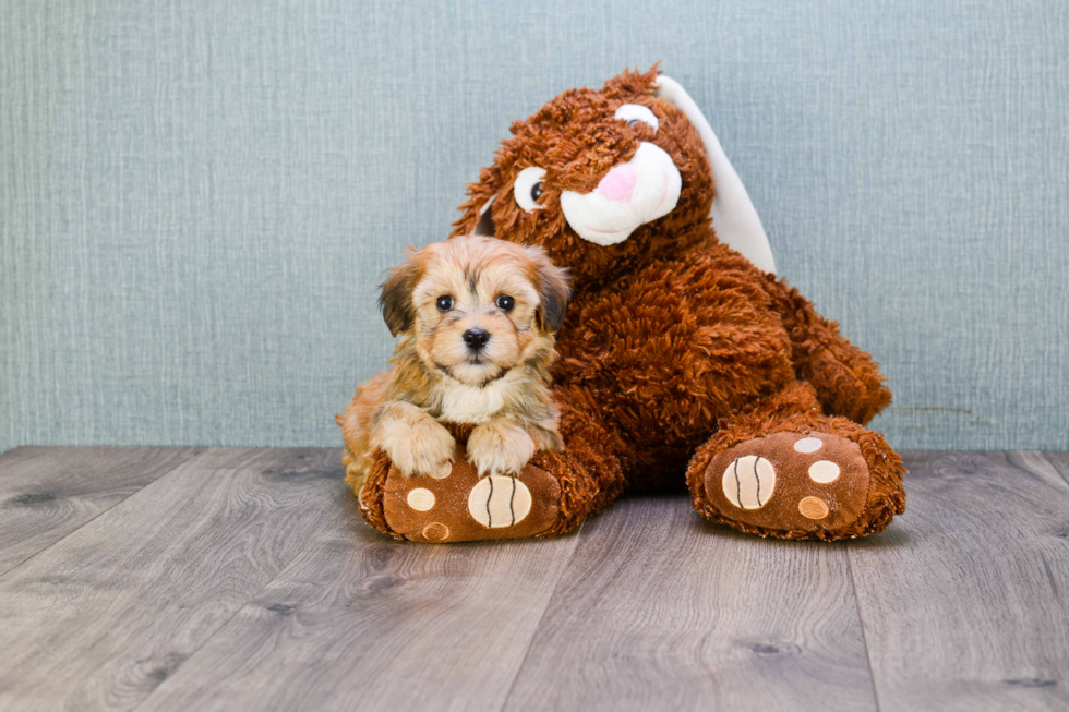 Morkie Pup Being Cute