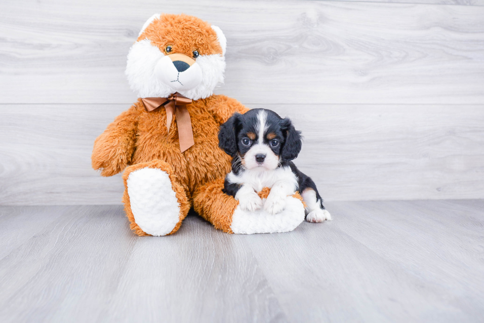 Cavalier King Charles Spaniel Pup Being Cute