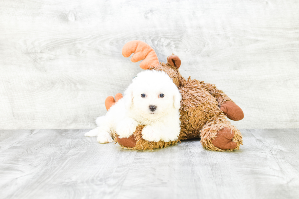 Bichon Frise Pup Being Cute