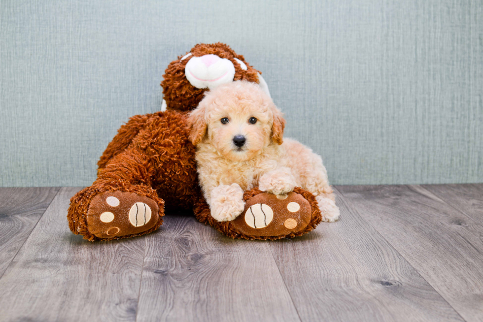 Maltipoo Puppy for Adoption