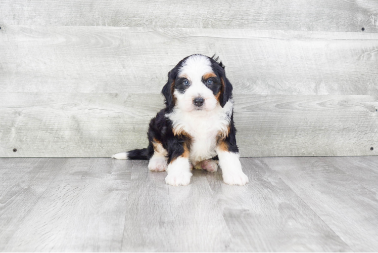 Best Mini Bernedoodle Baby