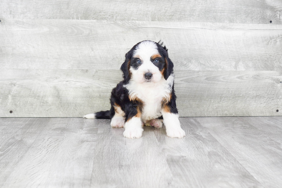 Best Mini Bernedoodle Baby