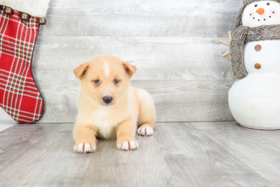 Adorable Mini Husky Designer Puppy