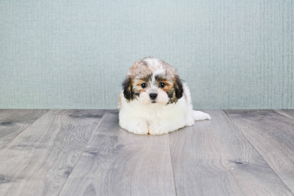 Teddy Bear Pup Being Cute